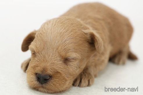 販売中の神奈川県のミックス犬-378609の4枚目